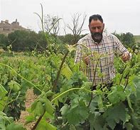 Image result for Abel Mendoza Rioja Malvasia