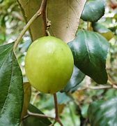 Image result for Sri Lanka Red Diamond Apple