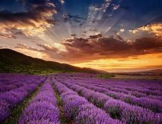 Image result for lavender field