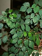 Image result for cissus_rombolistny