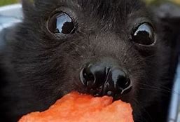 Image result for Baby Bats Eating