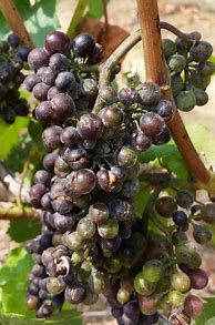 Image result for Powdery Mildew On Grapes