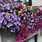 Image result for Spring Window Boxes