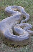 Image result for Longest Snake On Earth