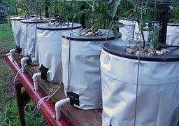 Image result for Hydroponic Tomato Clips