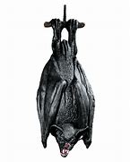 Image result for Black Hanging Bats