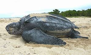 Image result for World's Largest Sea Turtle