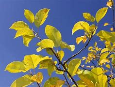Image result for Yellow Leaves Dry Apple Tree