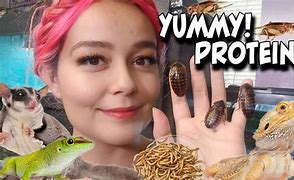 Image result for Feeder Insects