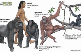 Image result for Great Apes Evolution