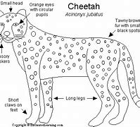 Image result for Cheetah Breeds