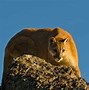 Image result for Small Prairie Animals