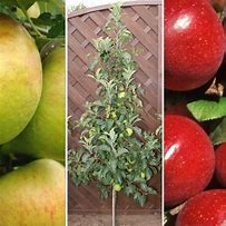 Image result for DoubleU Cordon Gala Apple Tree