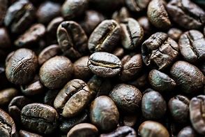 Image result for Black Ivory Coffee Thailand