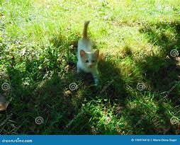 Image result for Come Here Kitten PFP