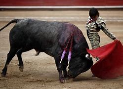 Image result for corrida