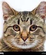 Image result for Cat Face Picture