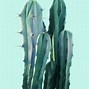 Image result for Small Prickly Pear Cactus