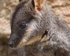 +photographs of australian animals に対する画像結果