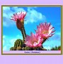 Image result for Tipos De Flores Y Nombres