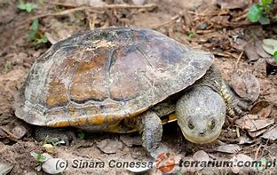 Image result for Acanthochelys Chelidae