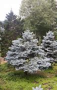 Image result for Picea pungens Scottie