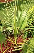 Image result for Really Cold Hardy Palm Trees