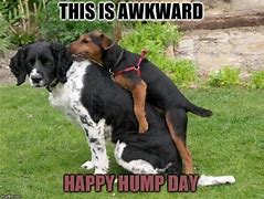 Image result for Hump Day Dog Meme