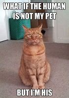 Image result for Pet the Cat Meme