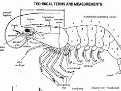 Image result for Shrimp Head Anatomy