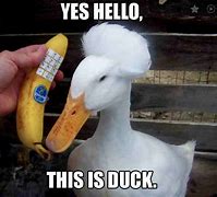 Image result for Weird Duck Meme
