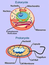 Image result for Cell Builing Up Illustration