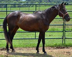Image result for thoroughbred horse rescue