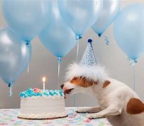 Image result for Dog 21 Birthday Meme
