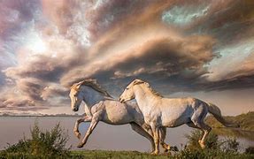 Image result for Two White Horses Running