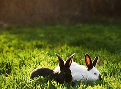 Image result for California Rabbit