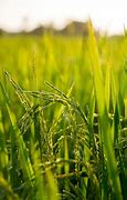 Image result for Agri Images 1080P