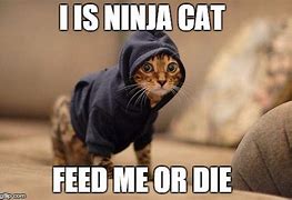Image result for Ninja Cat Meme