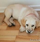 Image result for Face App Smile Meme