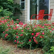 Image result for Oso Easy Double Red Landscape Rose