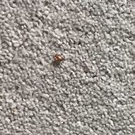 Image result for Bed Bugs Crawling
