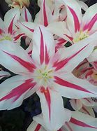 Image result for Tulipa Marilyn