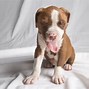 Image result for Red Nose Pit Bull Male for Sale
