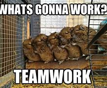 Image result for Teamwork Meme