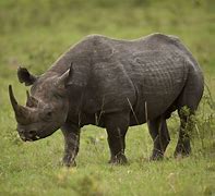 Image result for rhinoceros