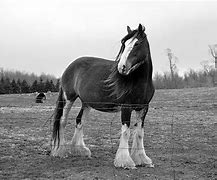 Image result for Canadian Clydesdale Horse