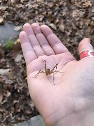 Image result for Spider Cricket