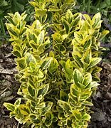 Image result for Euonymus japonicus