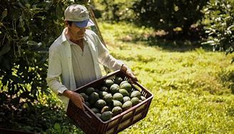 Image result for aguavate