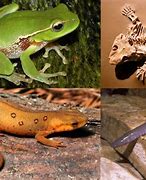Image result for Amphibians Characteristics